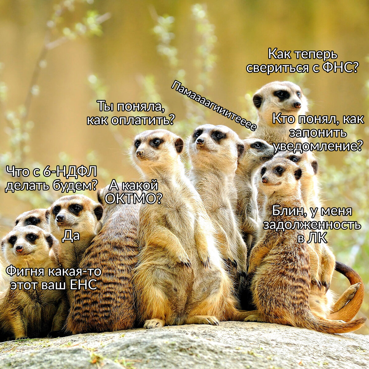 2023-й в бухгалтерии — год тревожного суриката