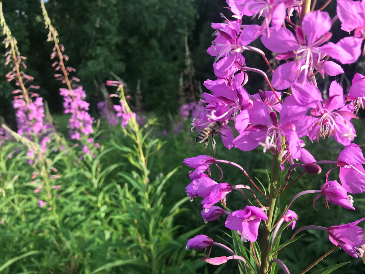 Пчёлка на подлёте к Иван-чаю