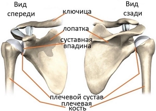 Рентген ключицы