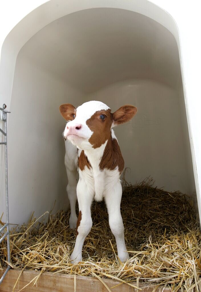 Множество факторов влияют на их развитие и рост теленка