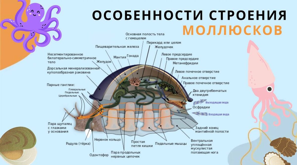 Моллюски строение и жизнедеятельность. Особенности строения моллюсков. Строение моллюска половая система. Личинка моллюска строение.