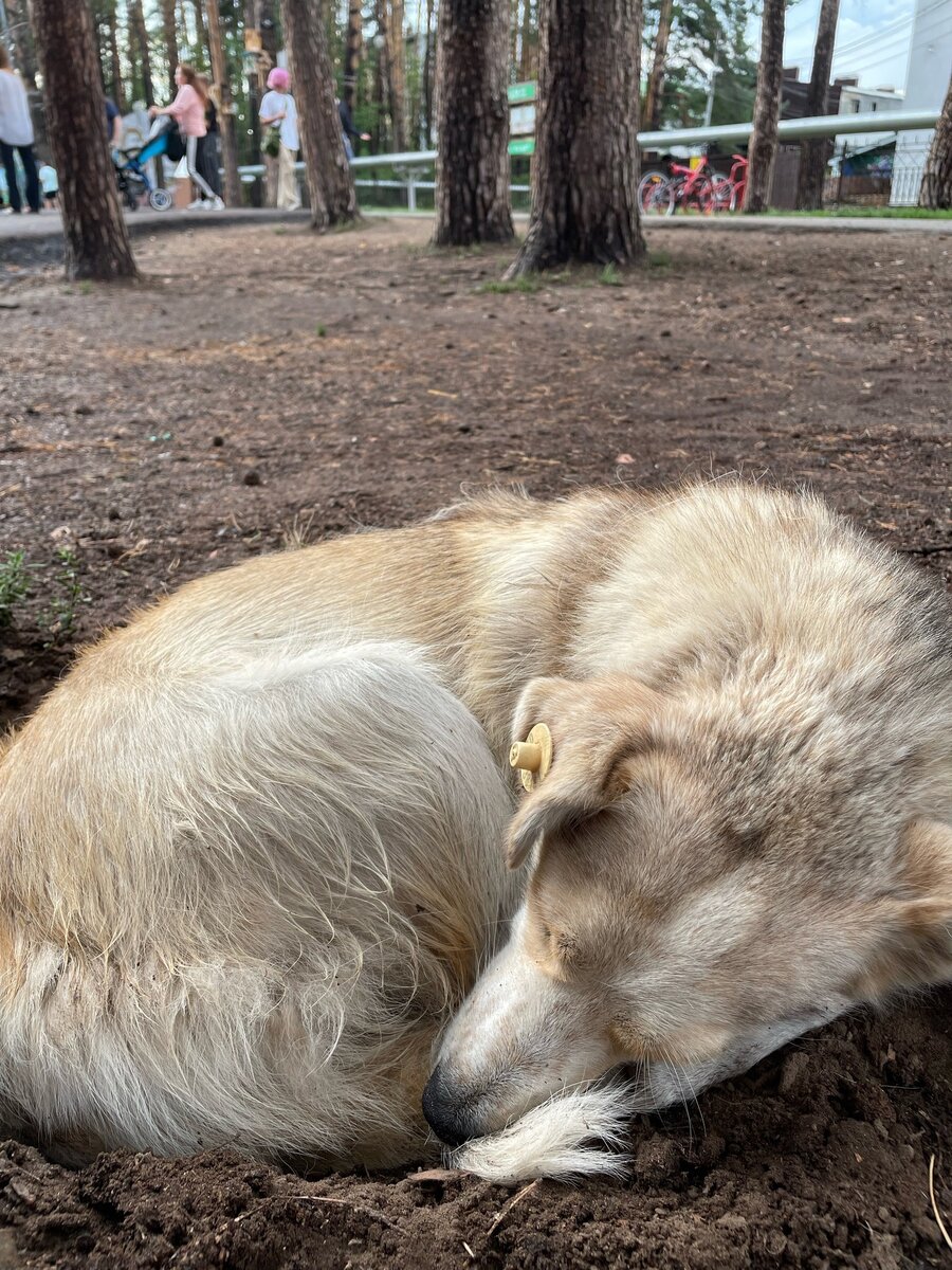 Полукровка Линда всегда была в беде, а теперь... Может быть то, что  произошло и к лучшему | НКО БФ 