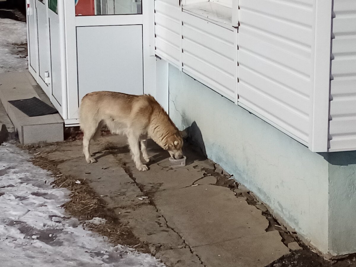 Полукровка Линда всегда была в беде, а теперь... Может быть то, что  произошло и к лучшему | НКО БФ 