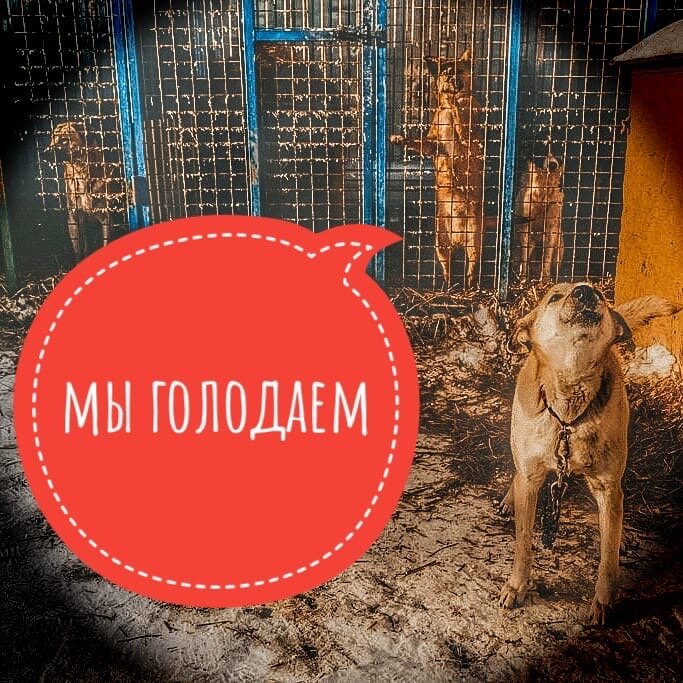 Мы поги**баем с голоду!