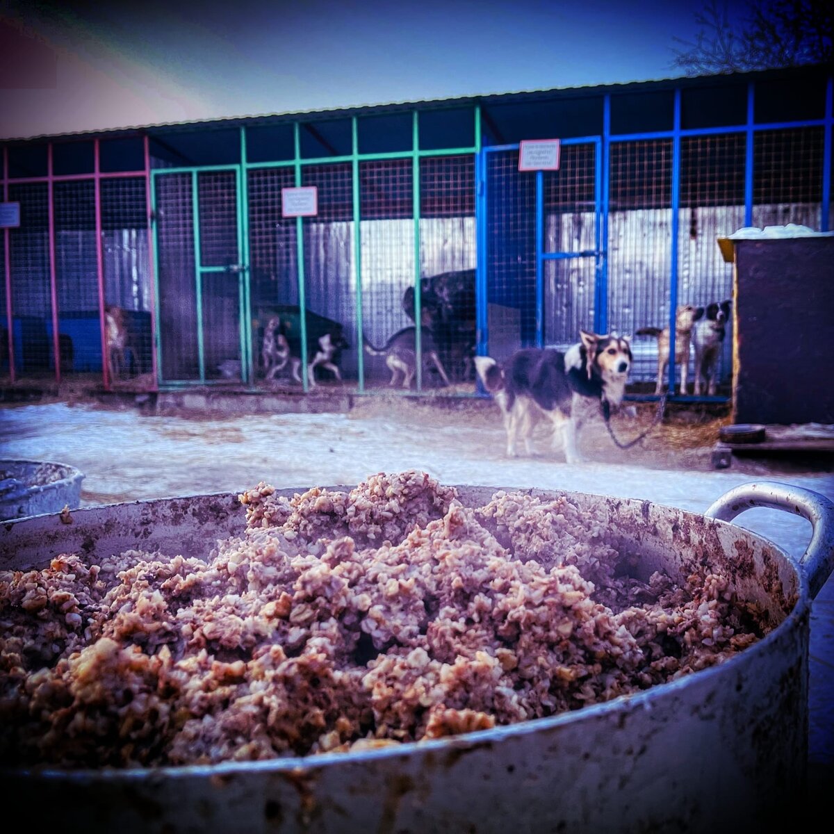 В приюте прям "шаром покати"