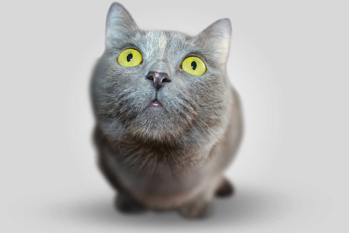 Лицо кота | Журнал «Наука и жизнь» | Дзен