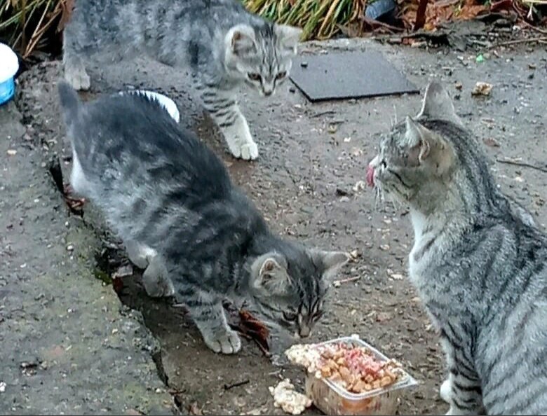 Кошечки учились выживать на улице. Испытания, которые пришлось им пройти, сделали их недоверчивыми.