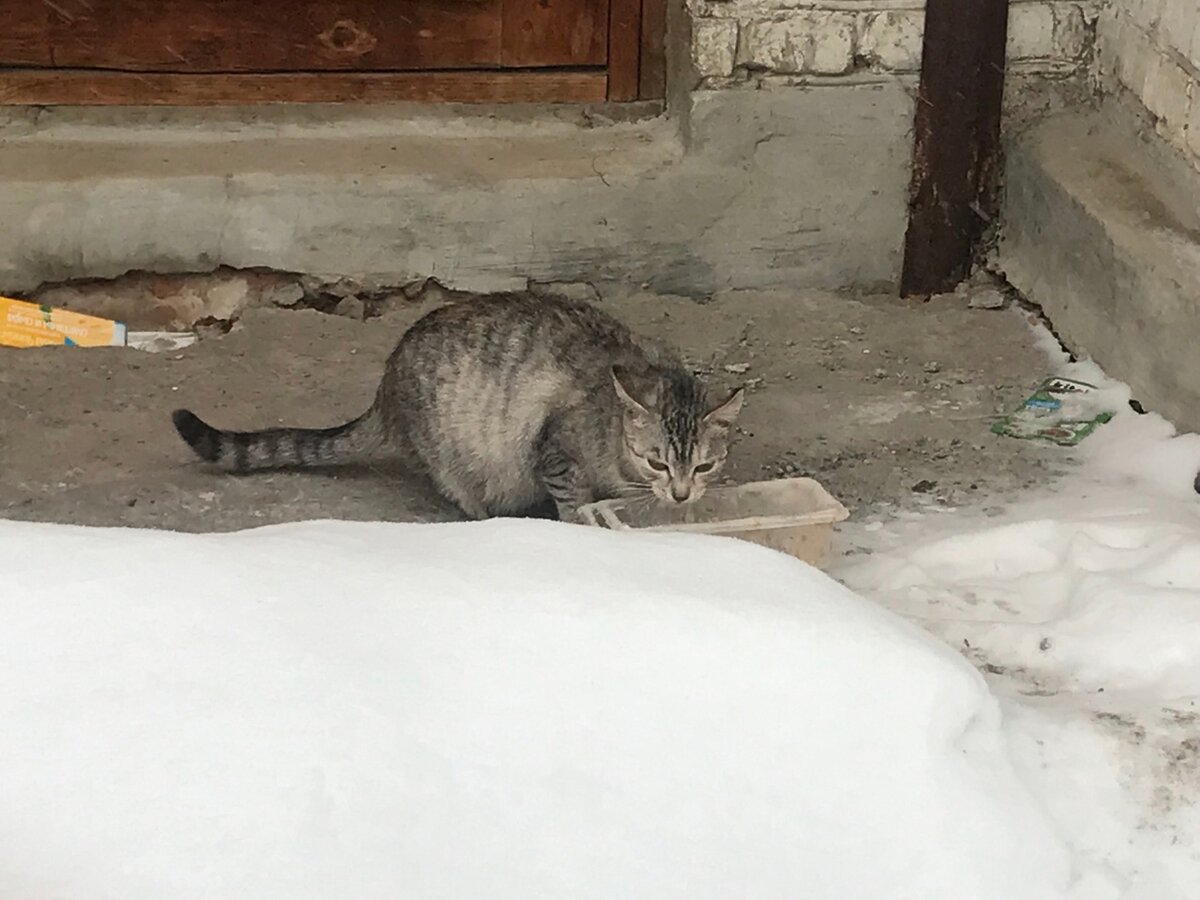 Тэсси ушла с теплотрассы и поселилась в подвале огромного дома. там она чувствовала себя в безопасности