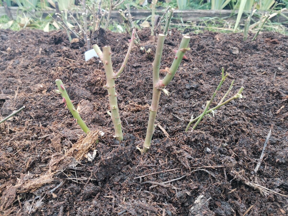 Осенняя подкормка роз и подготовка к зиме. Осенняя подкормка роз и подготовка к зиме. Высадки роз весной. Укрытие роз на зиму в подмосковье. Розы обработать обрез.