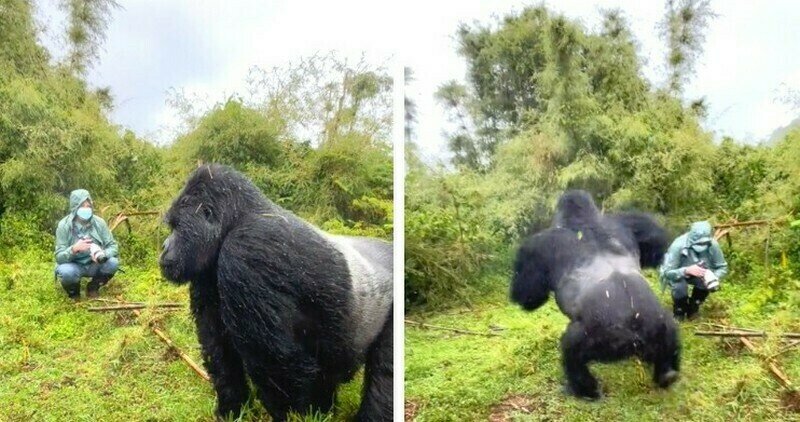    Видео: горилла бьет себя в грудь перед человеком, чтобы показать, кто тут главный