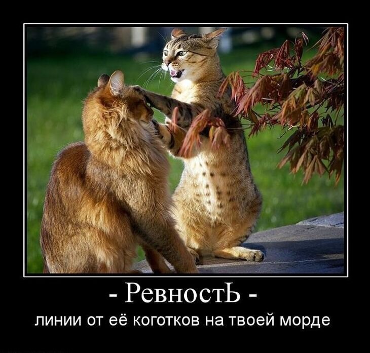 Котиков все любят, семейство кошачьих тоже знает, что такое ревность