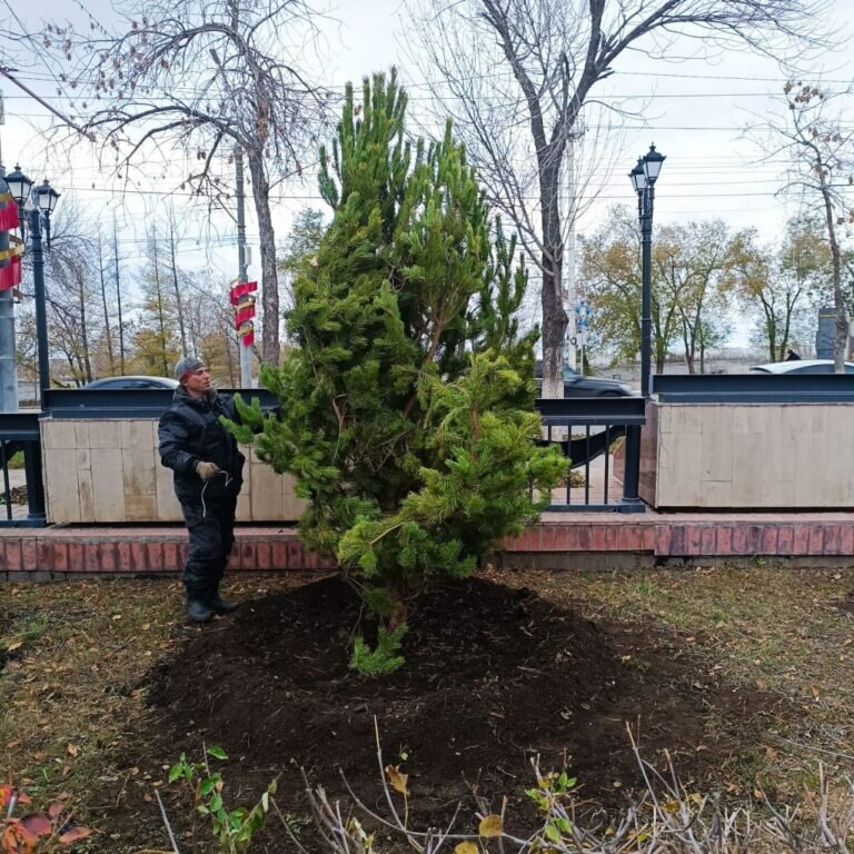    В Оренбурге у Вечного огня на проспекте Победы начали высаживать сосны Белов Михаил Александрович
