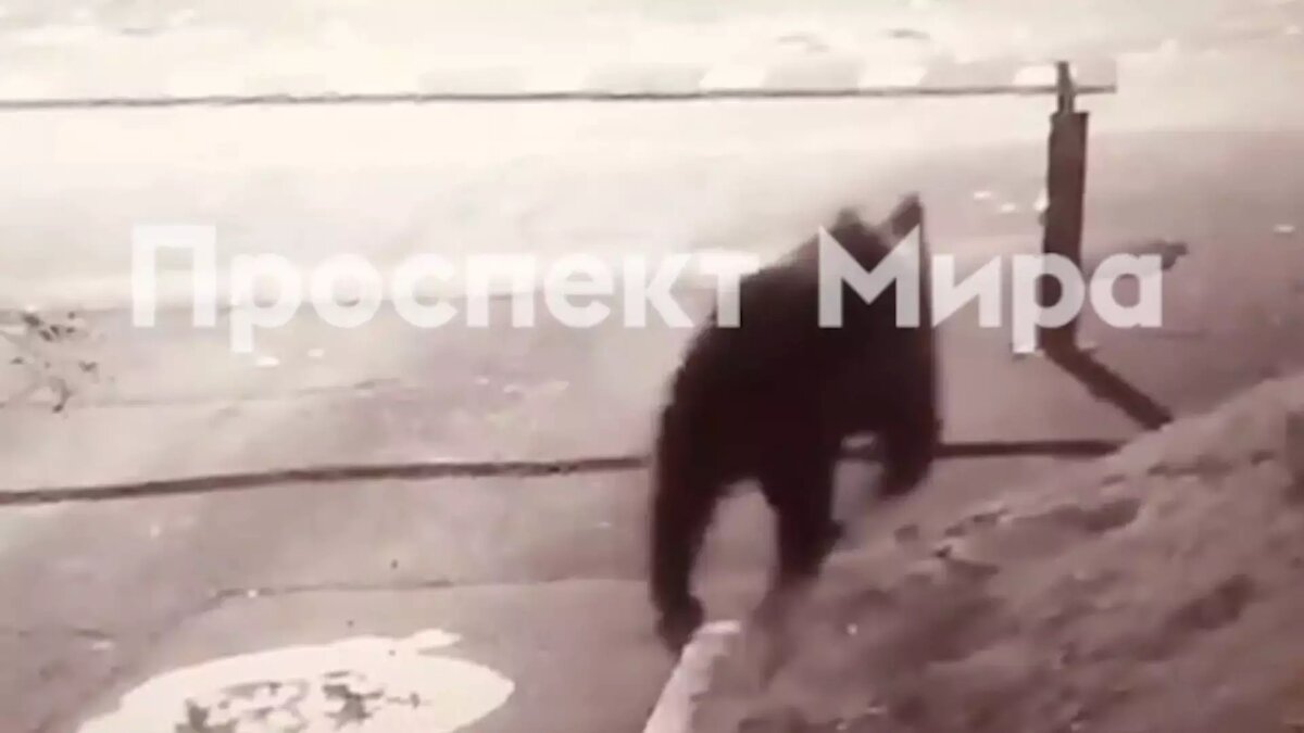     В полицию 27 октября поступило очередное сообщение о медведе. За неделю красноярцы больше 14 раз сообщили о встрече с хищником.