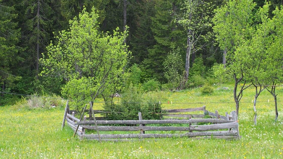    Ограда вокруг деревьев:Pixabay