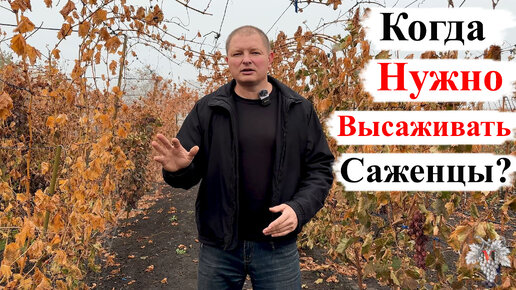 Когда НУЖНО ВЫСАЖИВАТЬ САЖЕНЦЫ Винограда / ВЕСНОЙ или ОСЕНЬЮ?