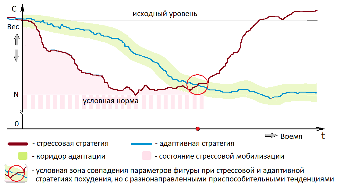 Рис.1  Примерная динамика изменения веса тела при стрессовой и адаптивной стратегиях похудения