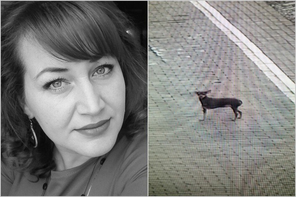    Дежурная по вокзалу в Канске Красноярского края спасла отставшую от поезда собаку, которая неделю скиталась по улицам. Фото: предоставлено героем публикации, стоп-кадр видео КрасЖД.