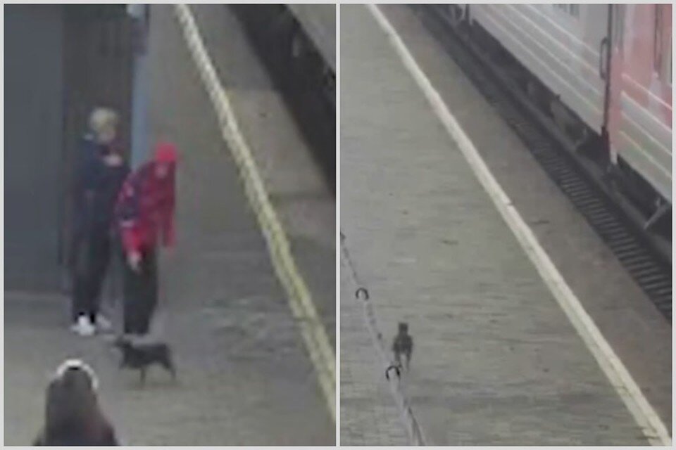    Лола оказалась на перроне случайно, а потом пыталась догнать поезд, где ехала ее хозяйка. Фото: стоп-кадр видео КрасЖД.
