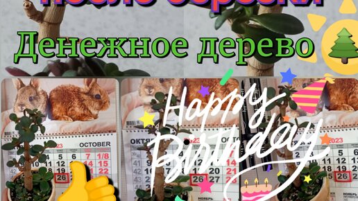 🌲Денежное дерево - 🌿толстянка/ После обрезки прошел уже 1 год