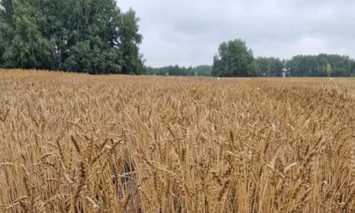    Почему пшеничные фермеры Монголии любят иркутский сорт «Бурятская остистая»