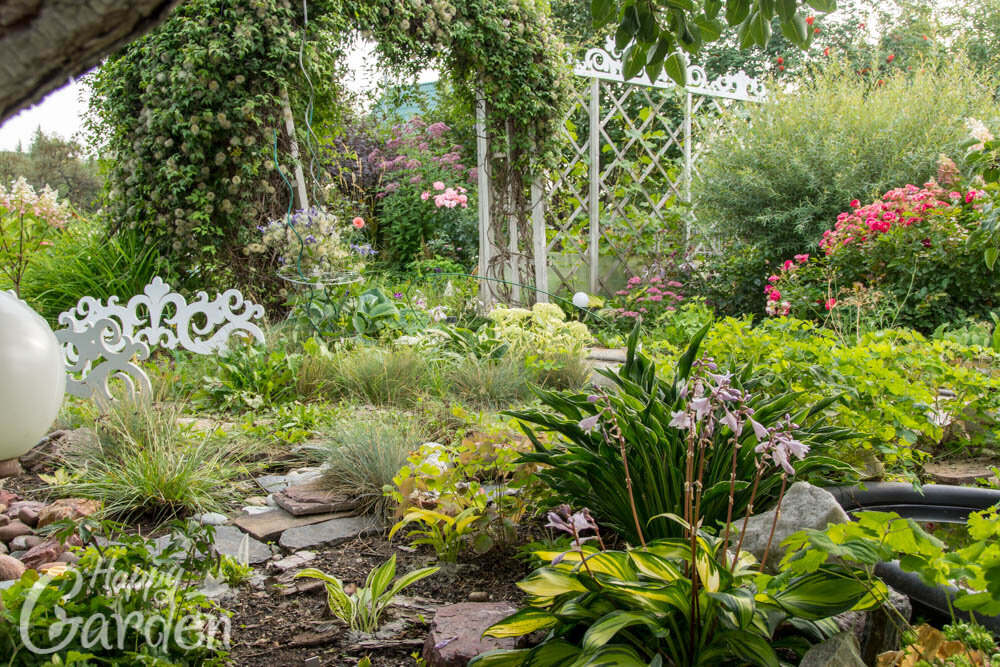 Княжики на заднем плане на арке. которая справа от шпалеры
