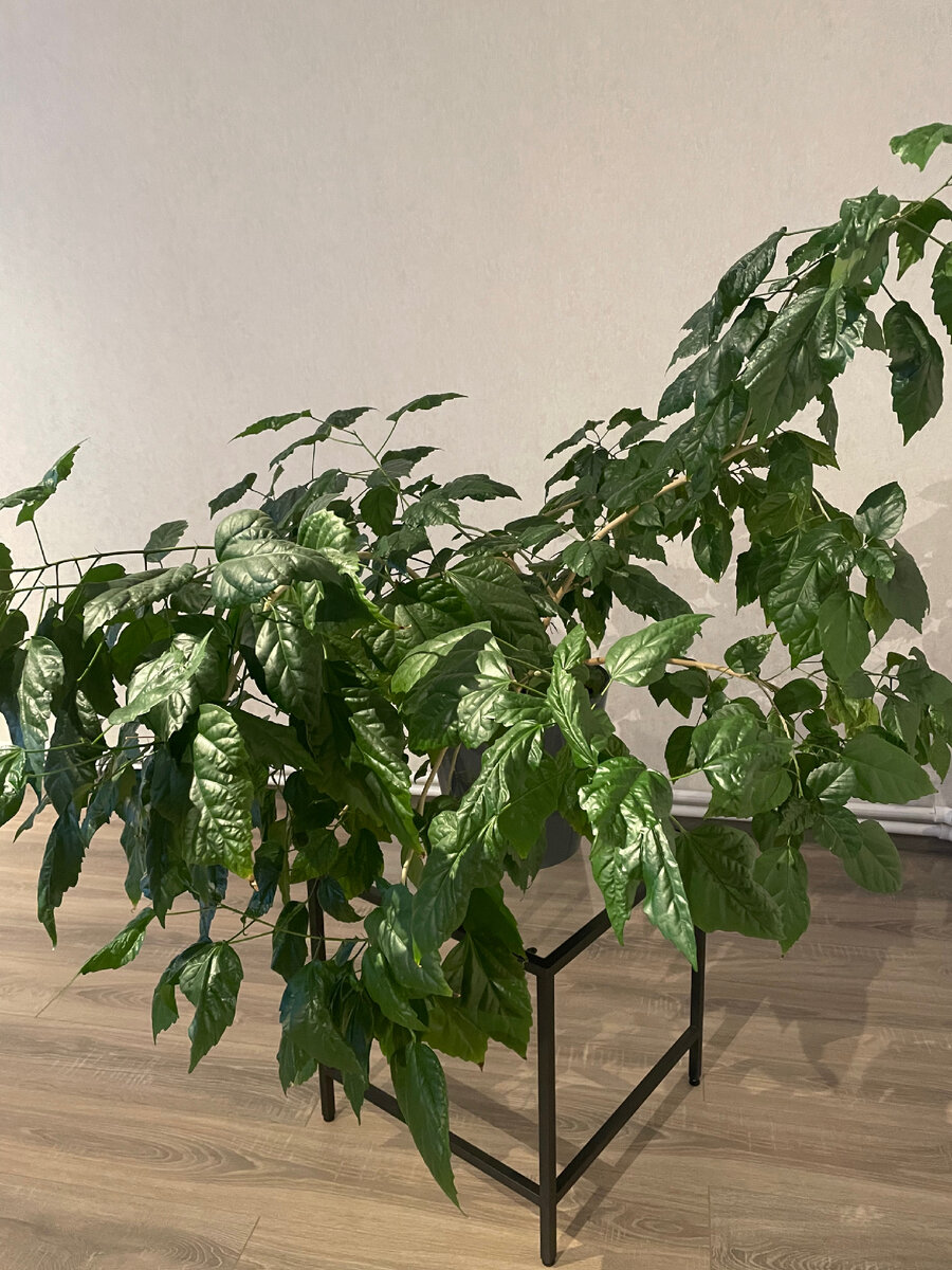 В моём доме растёт прекрасный цветок- китайская роза. Небольшую веточку мне подарила коллега по работе, черенок прижился и начал свой рост, но цвести он не спешит. Это видно на фото.