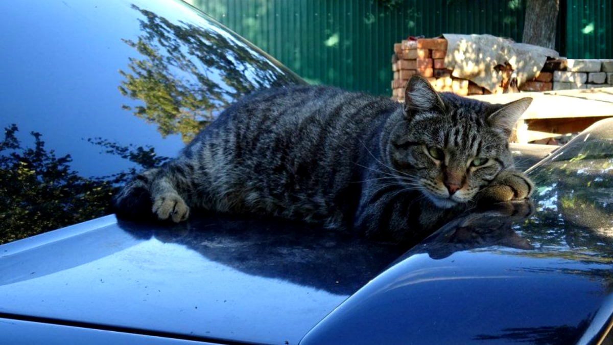 Включи котэ машина. Кот в машине. Кот на капоте. Котик на автомобиле. Котэ на машине.