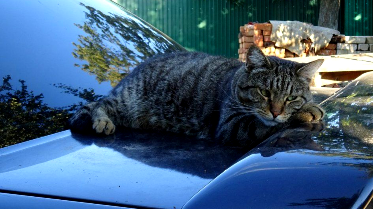 Котики еду на машине. Кот в машине. Кошачий автомобиль. Кот на капоте. Котэ на машине.