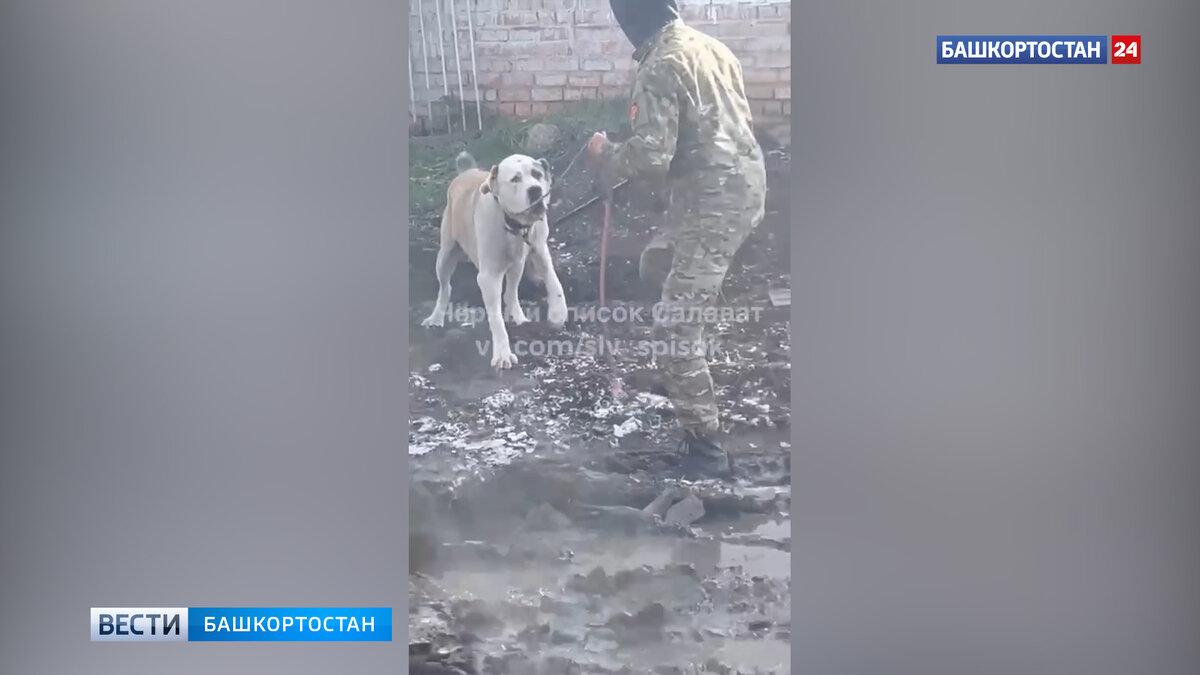    В башкирском Салавате отловили алабая, который едва не загрыз мужчину и женщину