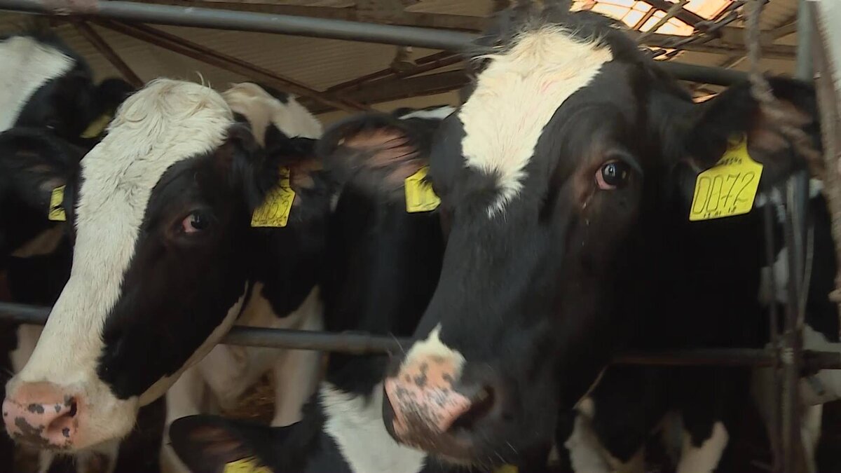    Фермер из Калтасинского района Башкирии развивает хозяйство благодаря нацпроекту