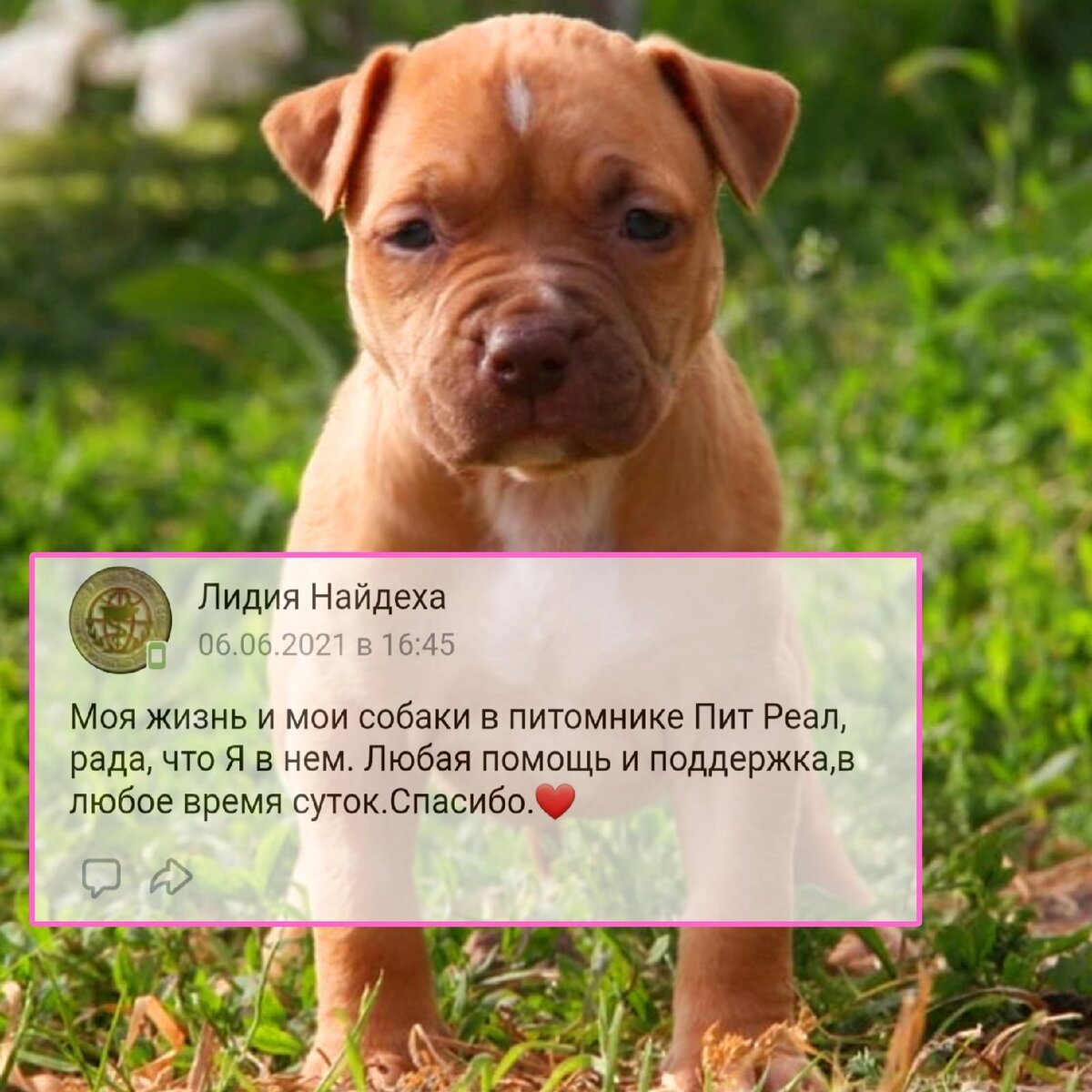 Щенок питбуля питомника Пит Реал ..