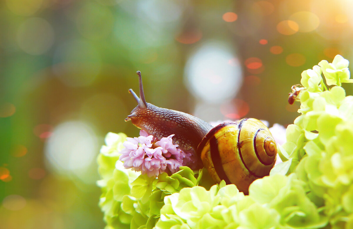 Улитка стала символом философии Slow Living не только потому, что она медленная. 
