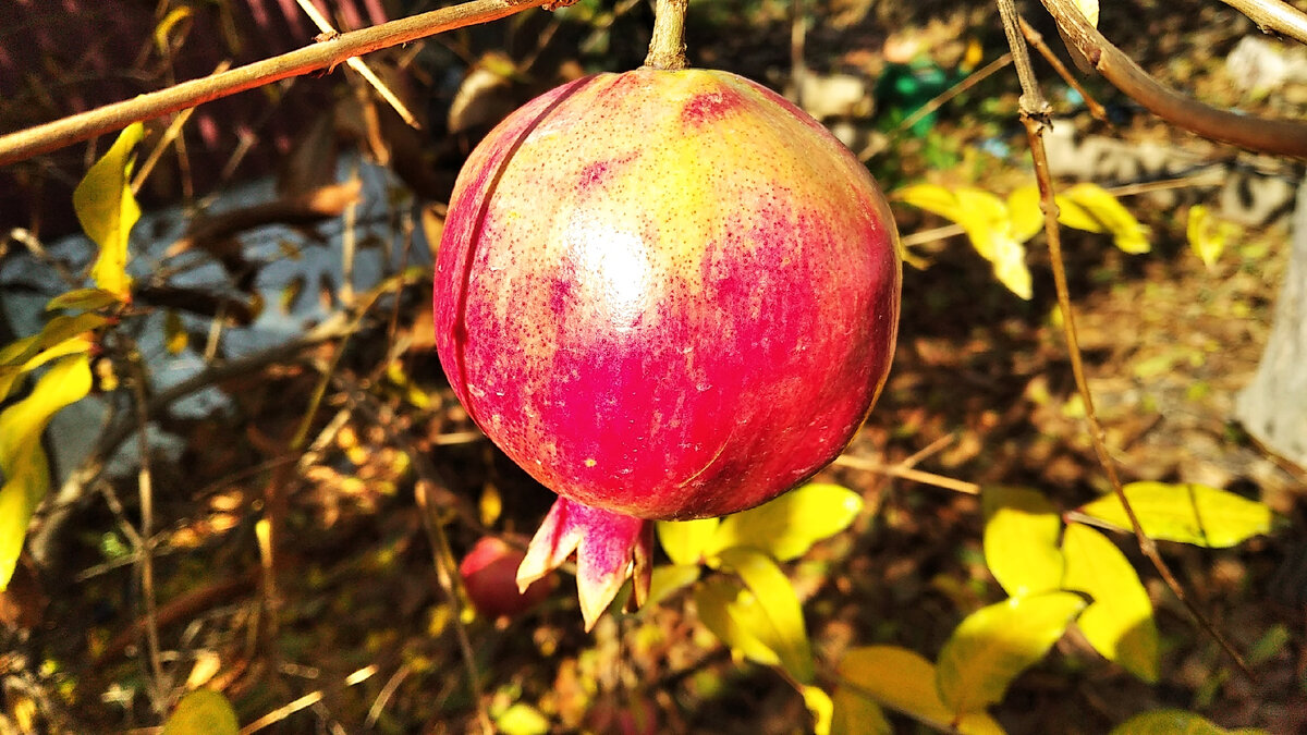 Гранат доспевает