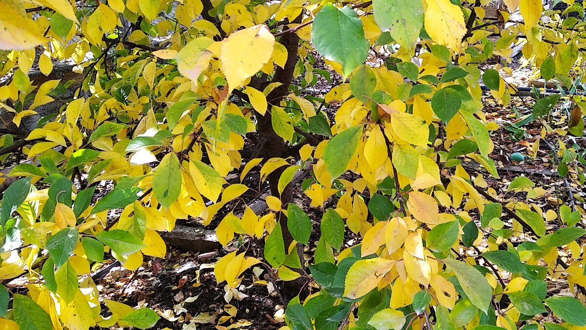 Желтые листья октября. Черевишня. Листайте!