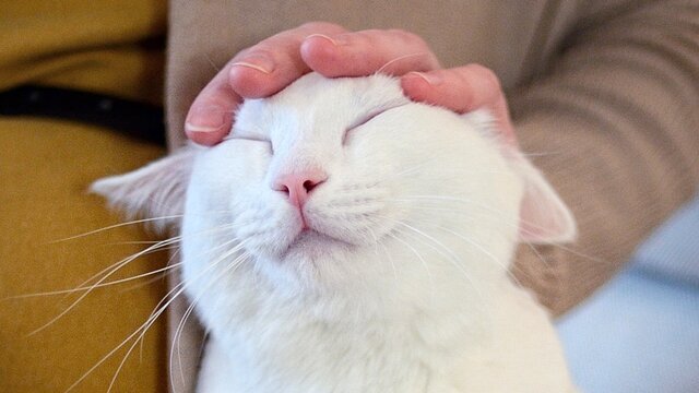 Фотография с сайта https://www.m24.ru/tag/%D0%BA%D0%BE%D1%82%D0%B8%D0%BA%D0%B8