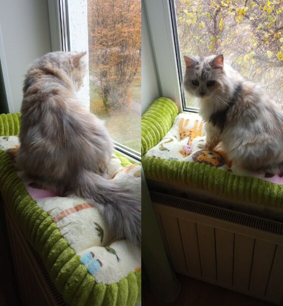 Это Муся как я поняла. Старшая девочка