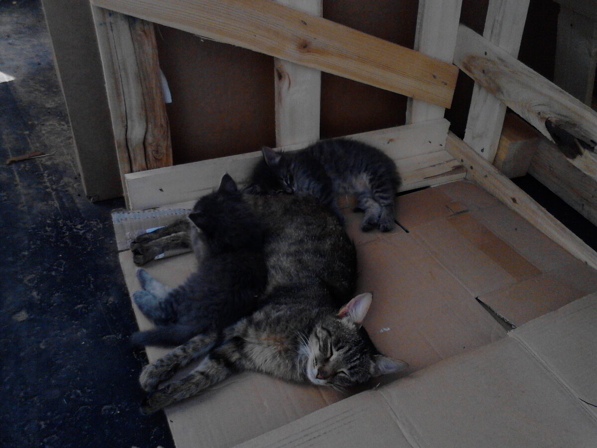 Мама-кошка и двое котят-близнецов в домике.