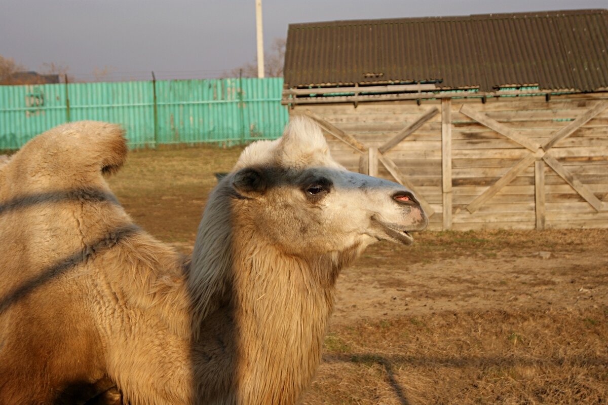 автор фото канала - В гостях уМАРИИ