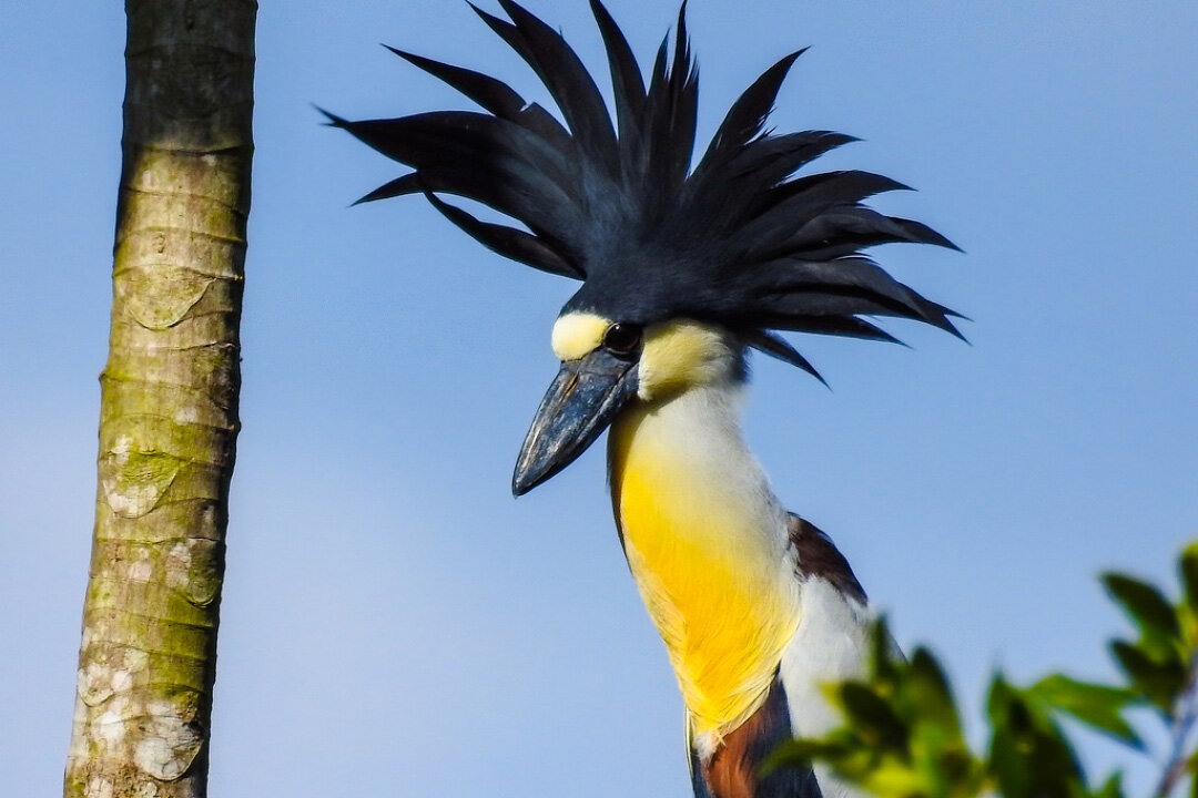 Читаем правильно: челноклюв 😉 | Планетяне | Дзен