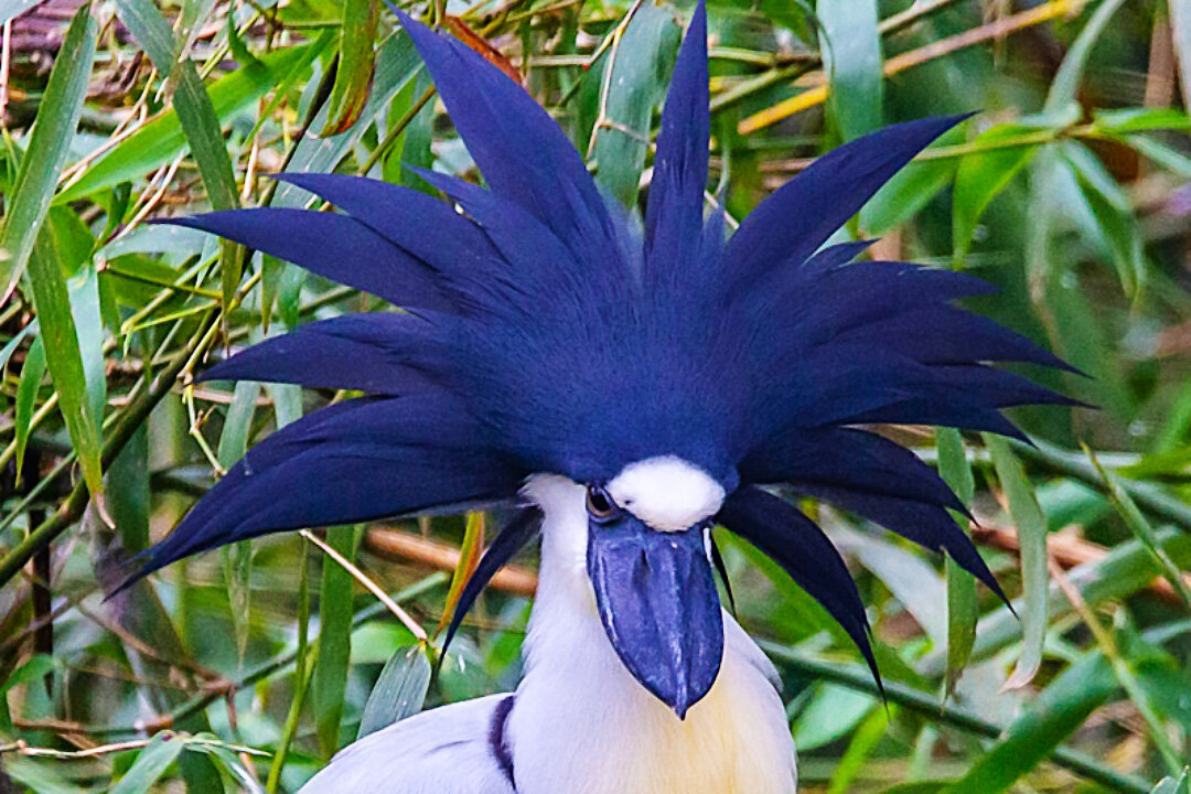 Читаем правильно: челноклюв 😉 | Планетяне | Дзен