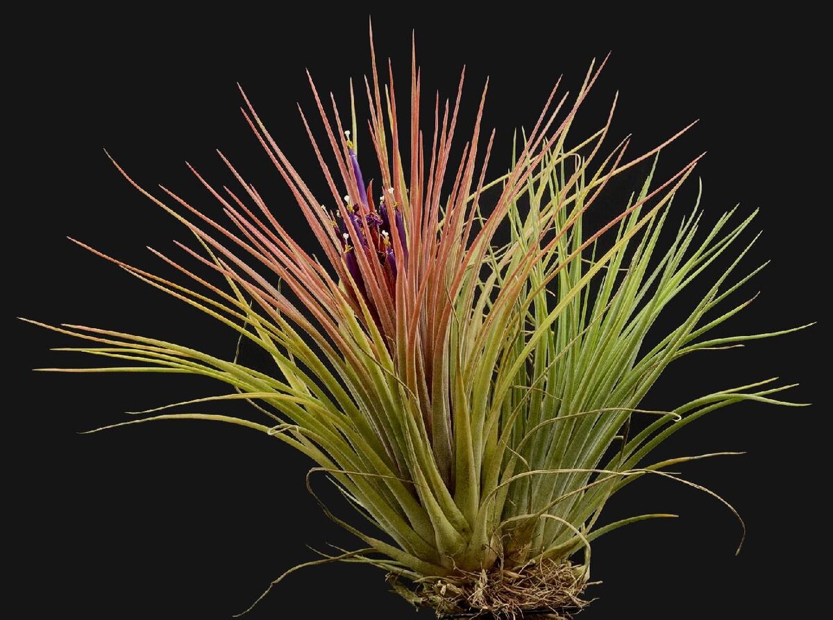 http://bromeliad.org.au/pictures/Tillandsia/xnidus.htm