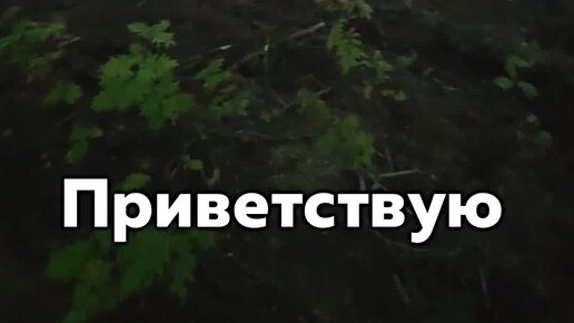 Отсыпка, расчистка и заезд для участка СПБ | ВСК | Выкорчевка и спил ...