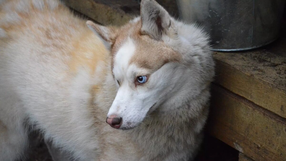     Для многих владельцев животных становится проблемой их постоянный и громкий лай. Как с этим бороться и научить питомца вести себя тише, в материале RostovGazeta.