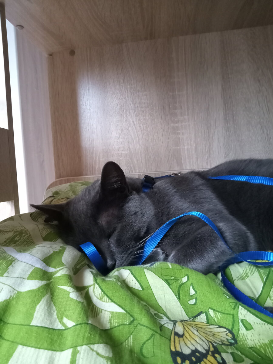 Кошачья личность устала и заснула,на нас обиженная!)