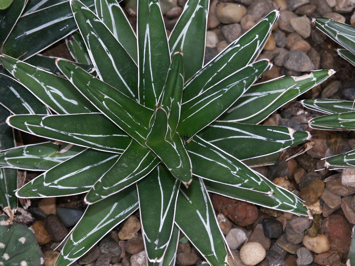 Агава - не кактус! И фотография не откуда-то, а моя.