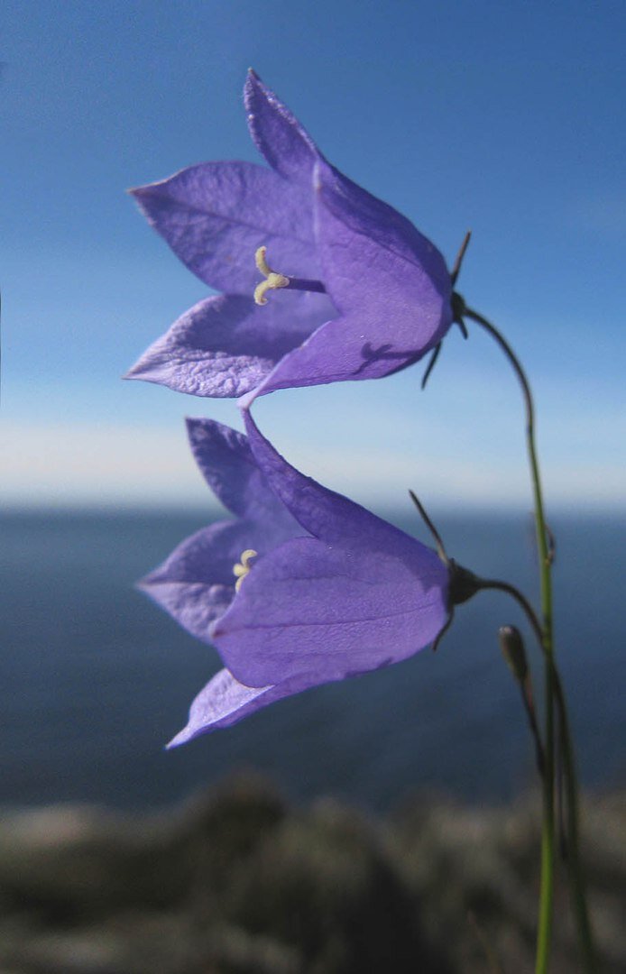 Валаамские Колокольчики