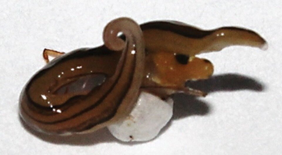   João C. F. Cardoso et al. / Neotropical Biology and Conservation, 2023