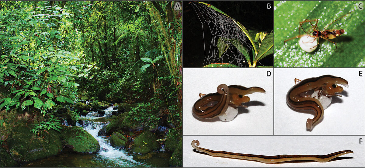   João C. F. Cardoso et al. / Neotropical Biology and Conservation, 2023