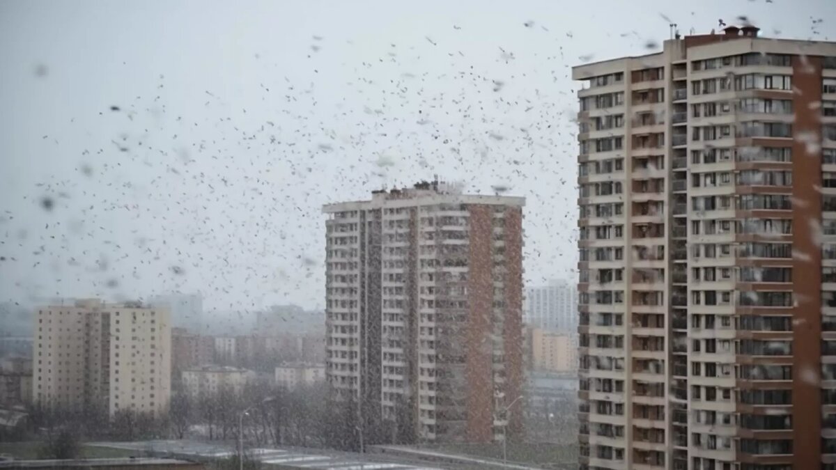     Непогода будет бушевать в субботу, напомнили в пресс-службе мэрии.