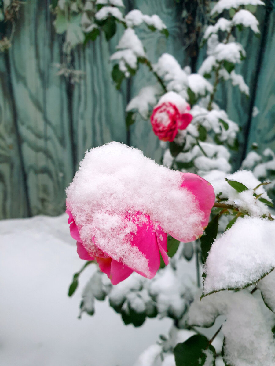 Букет роз на снегу - 65 фото